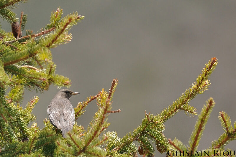 Ring Ouzel female adult