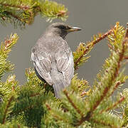 Ring Ouzel