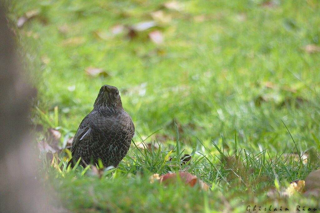 Merle à plastron1ère année, mange