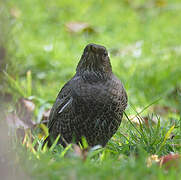 Ring Ouzel