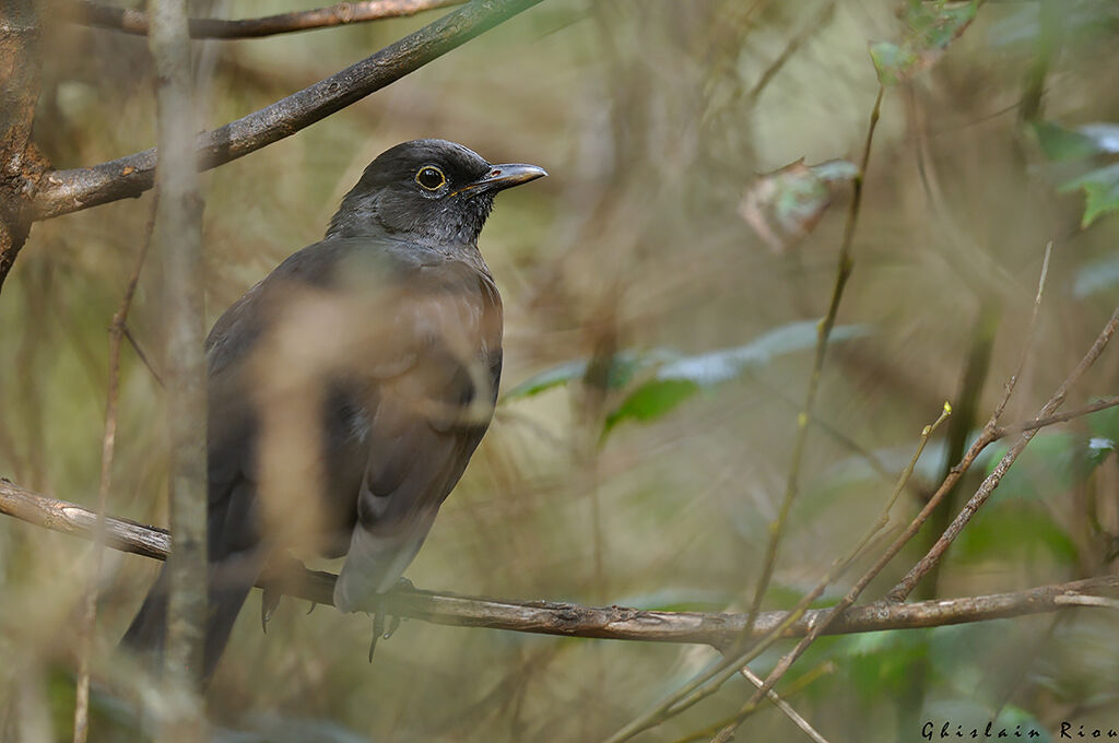 Common Blackbird male First year