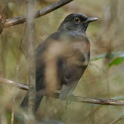 Common Blackbird