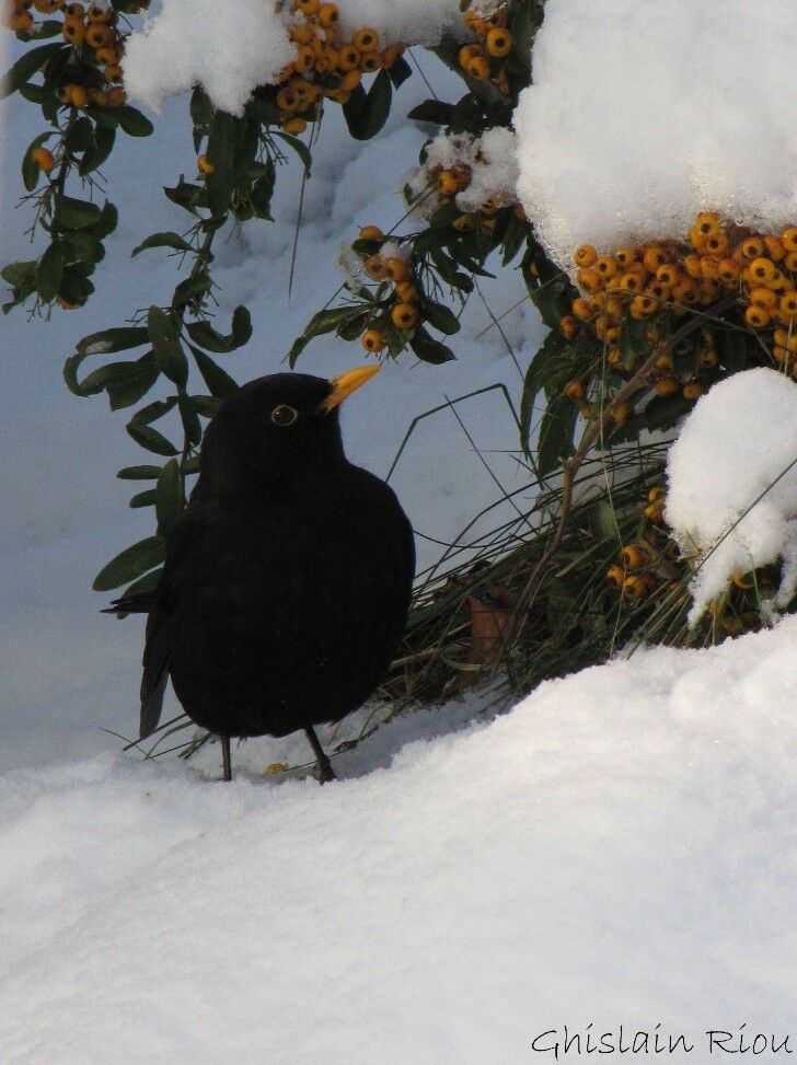 Common Blackbird male adult