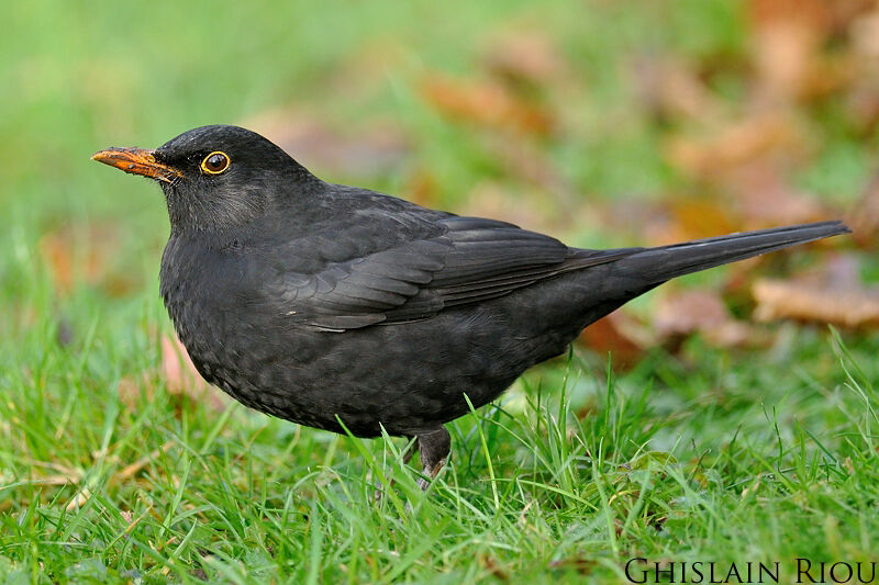 Common Blackbird male, close-up portrait