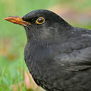 Common Blackbird