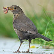 Common Blackbird