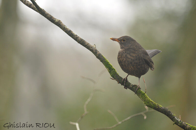 Common Blackbird female adult