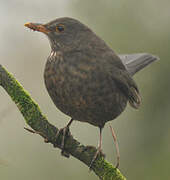 Common Blackbird