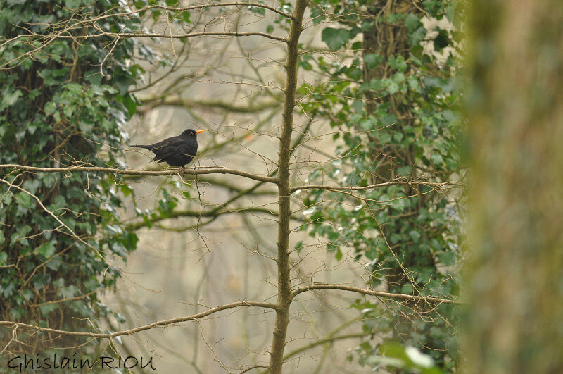 Common Blackbird male adult