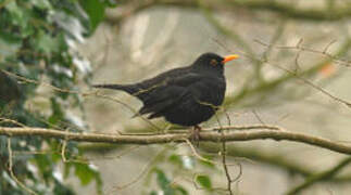 Common Blackbird