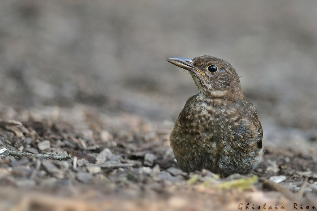 Common Blackbirdjuvenile