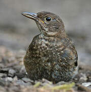 Common Blackbird