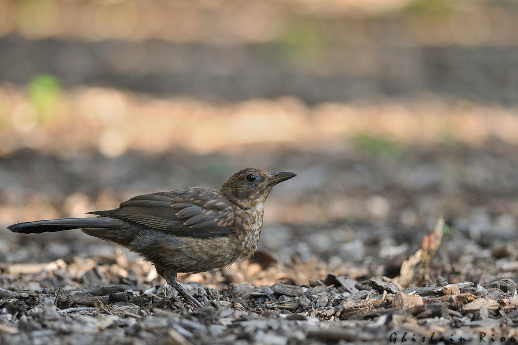 Common Blackbirdjuvenile