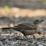 Common Blackbird