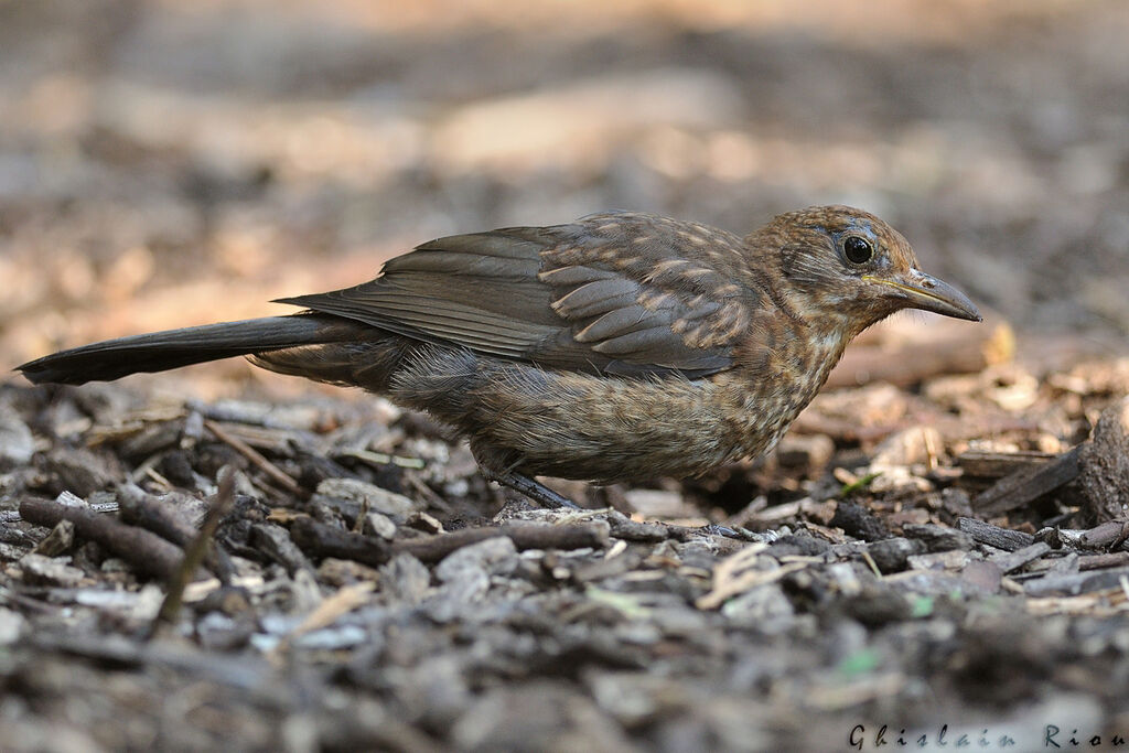 Common Blackbirdjuvenile