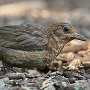 Common Blackbird