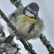 Mésange bleue