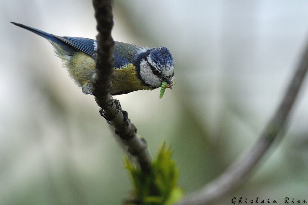 Mésange bleue