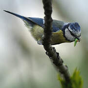 Mésange bleue