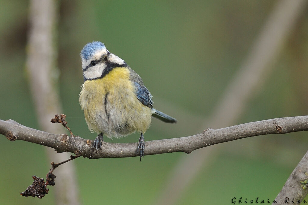 Mésange bleue