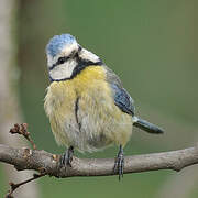 Eurasian Blue Tit