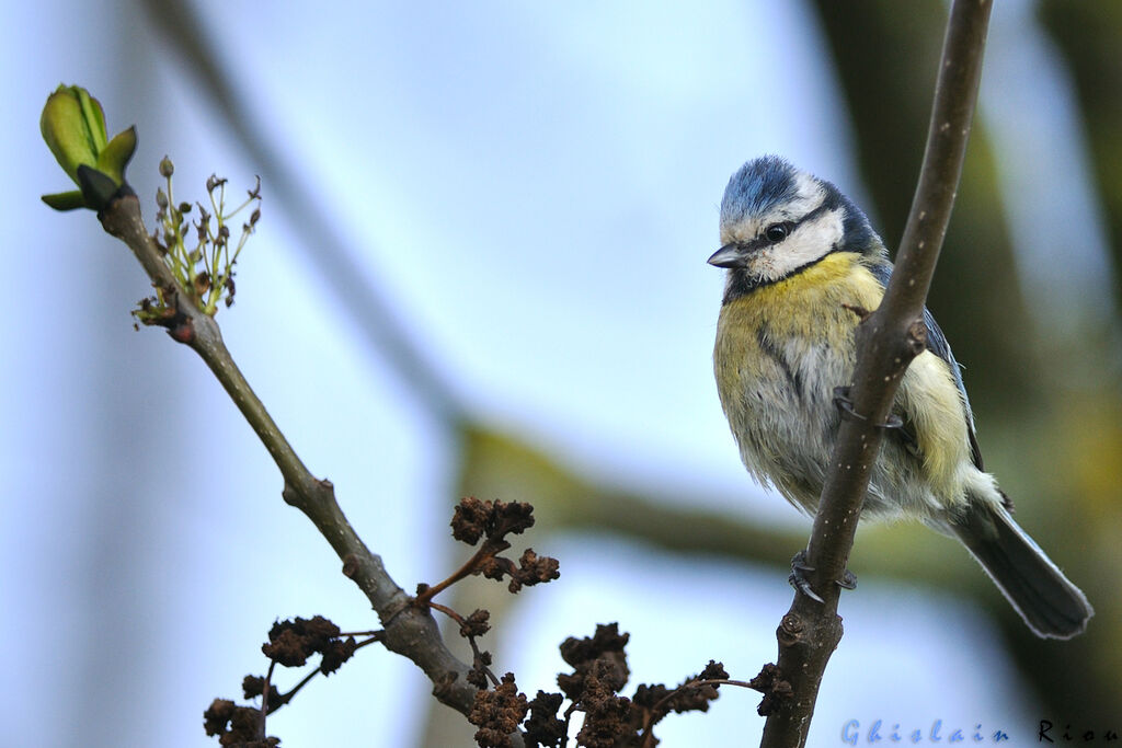 Eurasian Blue Tit