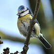 Mésange bleue