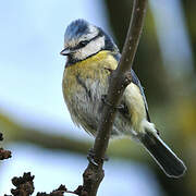 Mésange bleue