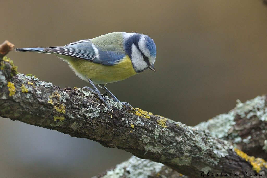 Mésange bleue