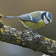 Mésange bleue