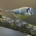 Mésange bleue