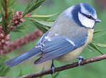 Mésange bleue