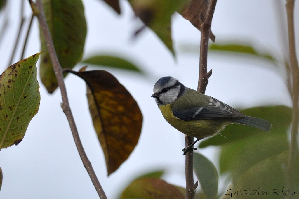 Eurasian Blue Tit