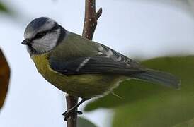 Mésange bleue