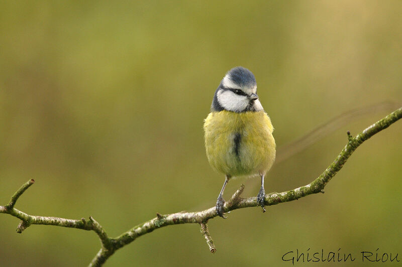 Mésange bleue