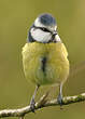 Mésange bleue