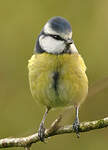 Mésange bleue