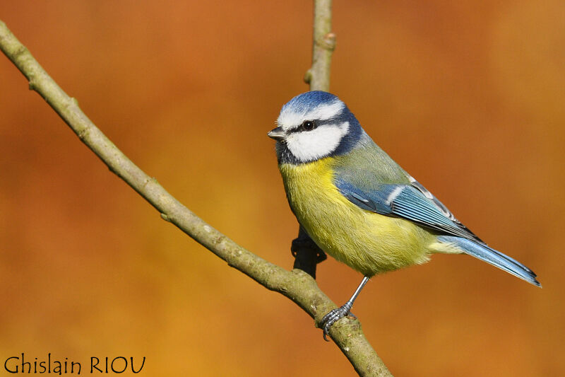 Eurasian Blue Tit