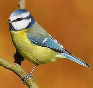 Eurasian Blue Tit