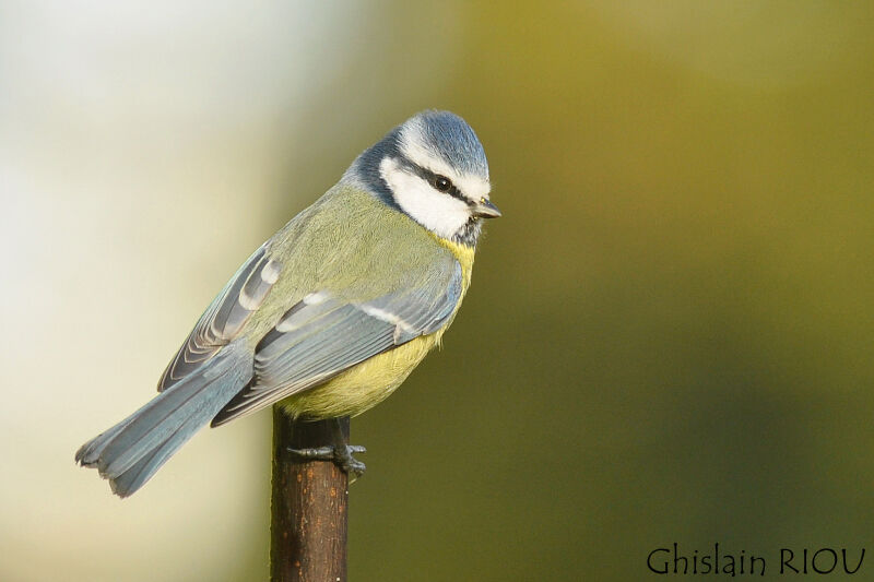 Mésange bleue