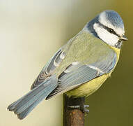 Eurasian Blue Tit