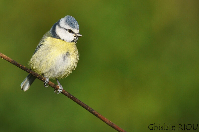 Mésange bleue