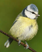 Eurasian Blue Tit