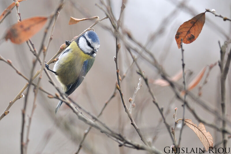 Mésange bleue