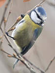 Mésange bleue