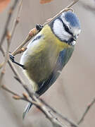 Mésange bleue