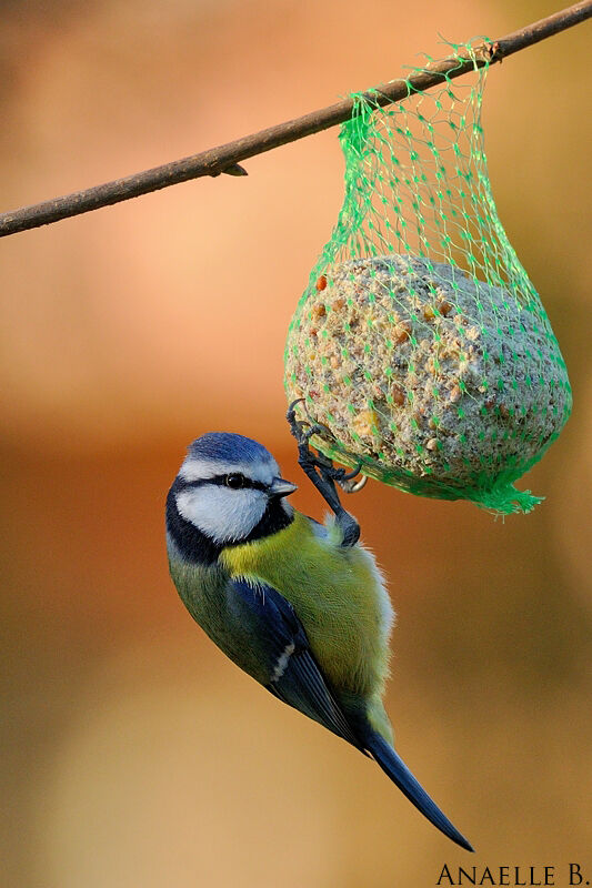 Mésange bleue