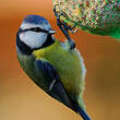 Mésange bleue