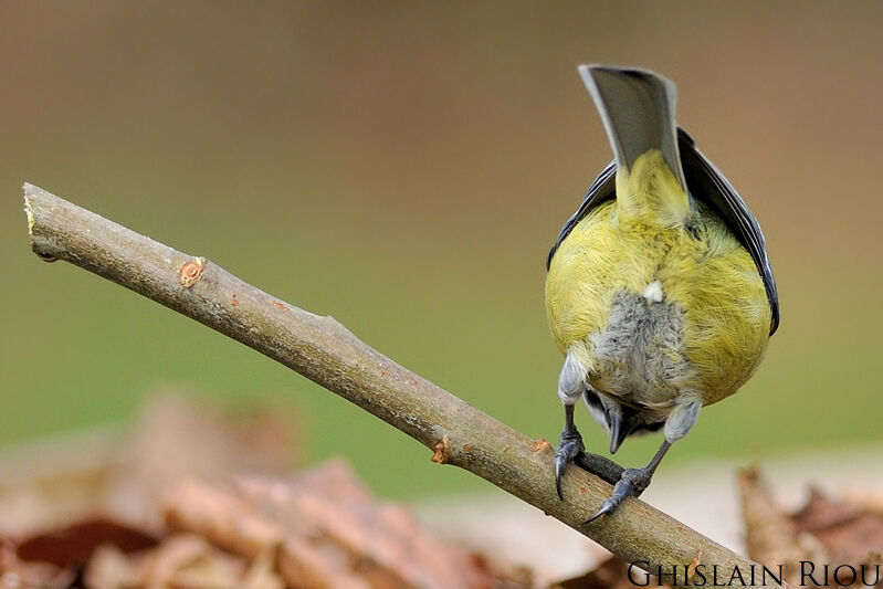 Mésange bleue, mange