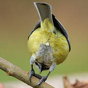 Eurasian Blue Tit